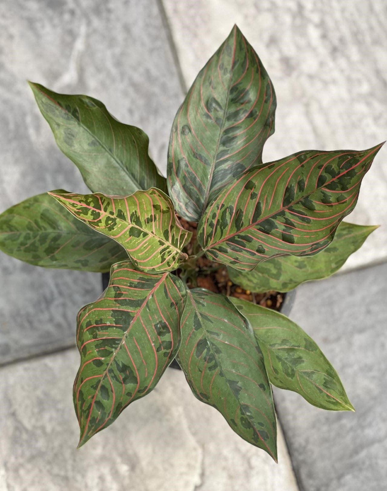 Aglaonema – TerraFlora Global