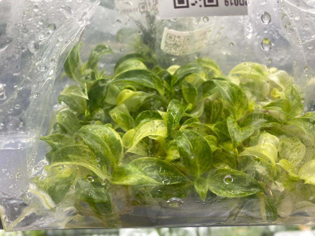 wholesale Tissue culture philodendron in a bag