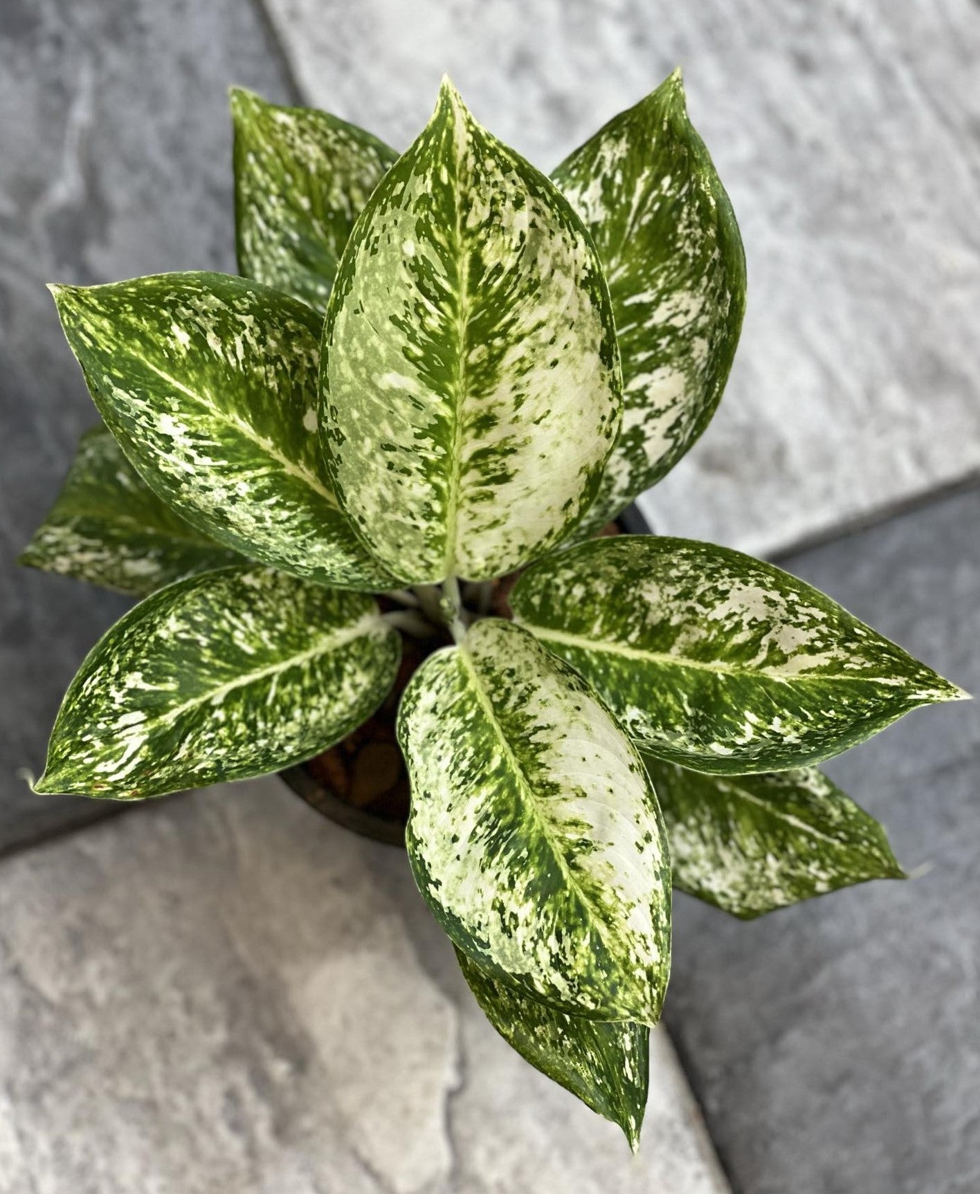 Close-up of Aglaonema Diamond Tricolor, showcasing its vibrant green and white leaves. Ideal for low to moderate light conditions, perfect for indoor spaces.