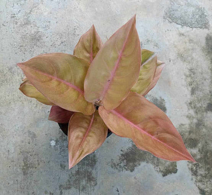 Aglaonema Pangkavatil in a pot with vibrant, patterned leaves, showcasing its striking foliage and suitability for indoor low-light environments.