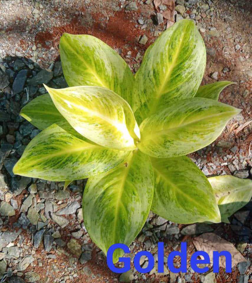 Close-up of the Aglaonema Golden plant's vibrant green and yellow leaves, showcasing its striking foliage and low-maintenance appeal for indoor spaces.