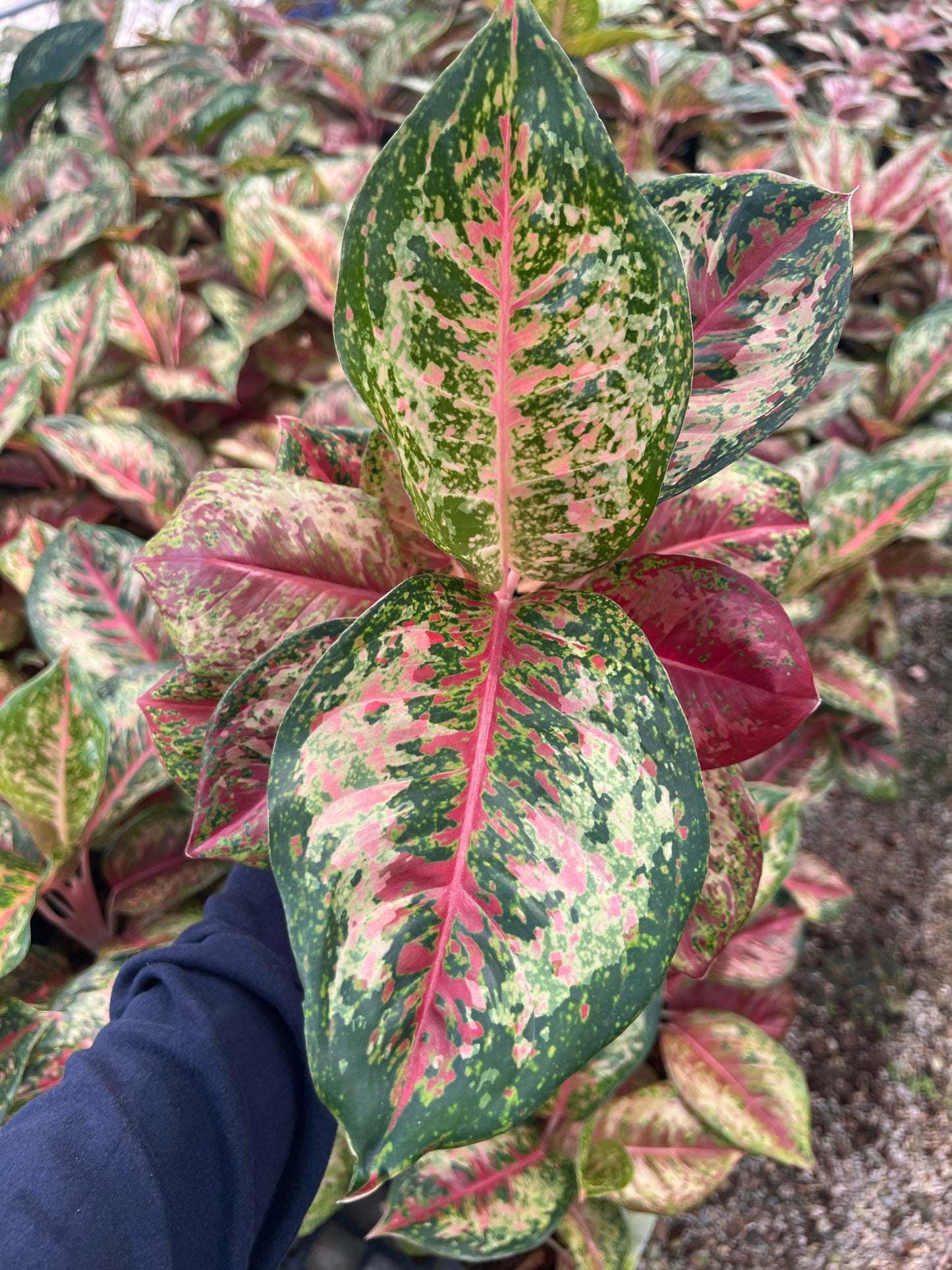 Close-up of Aglaonema 10 Karat plant leaves, showcasing intricate leaf patterns. Part of a rare aroid collection available upon request.