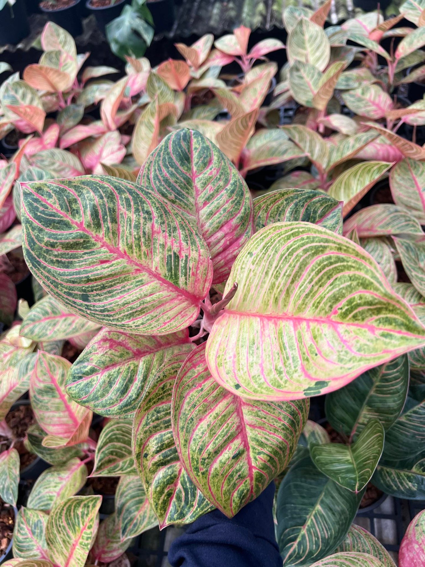 Aglaonema Huges plant with distinctive variegated leaves, part of an exclusive collection of rare aroids including Monstera and Philodendron.