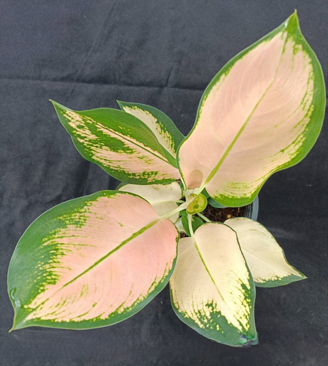 Close-up of an Aglaonema Peach Cochin plant showcasing its variegated leaves, highlighting the unique texture and pattern typical of rare aroids.