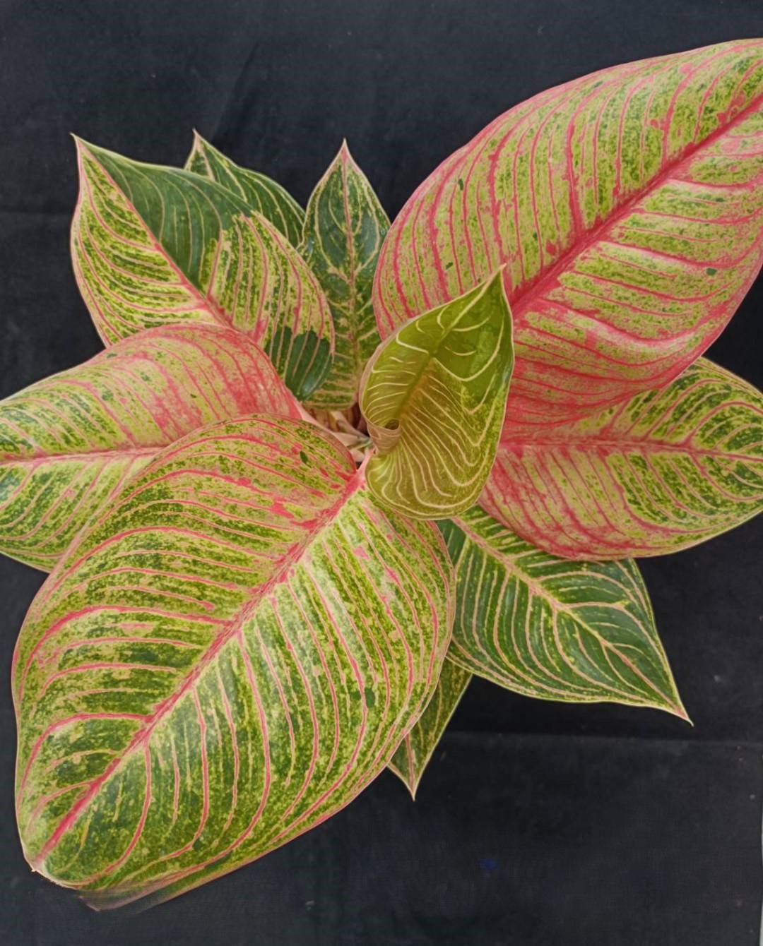 Aglaonema Huges plant showcasing lush, variegated leaves with intricate patterns, highlighting its unique appeal among rare aroids like Monstera and Alocasia.