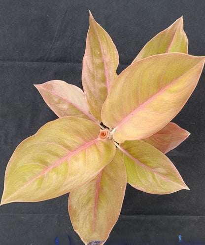 Aglaonema Pangkavatil plant showcasing variegated leaves with distinct patterns, highlighting its unique foliage among rare aroids collection.