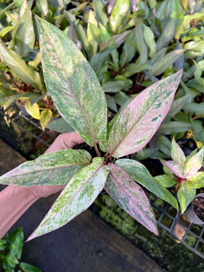 Anthurium Renaissance Variegated plant with a hand holding its elongated, glossy, wavy-edged leaves, showcasing its robust growth and unique foliage.