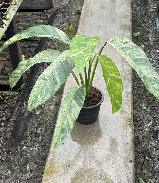 Variegated Epipremnum Giganteum in a pot, showcasing close-up of lush green leaves, ideal for indoor plant collections and gardening enthusiasts.