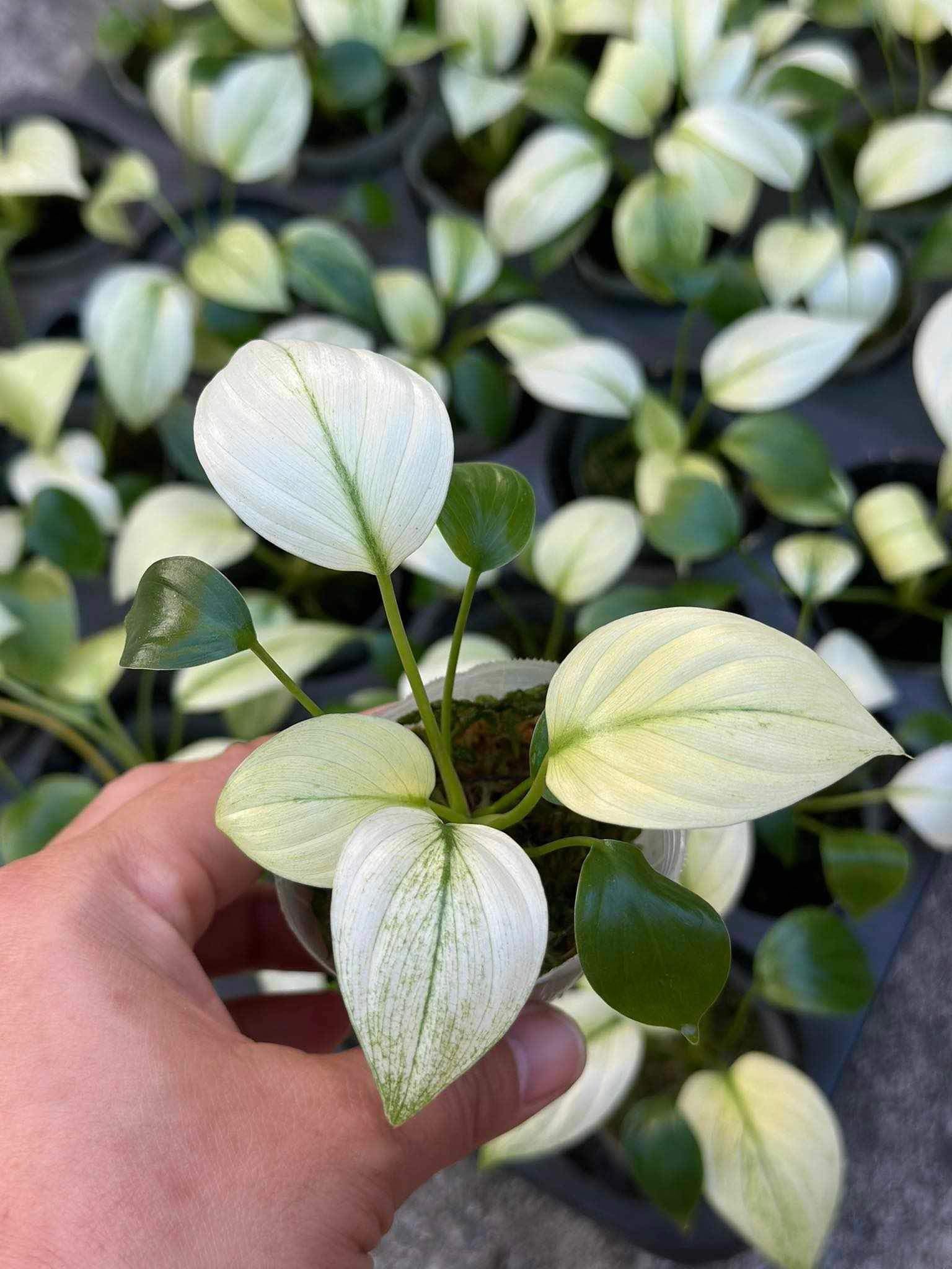 Homalomena – TerraFlora Global