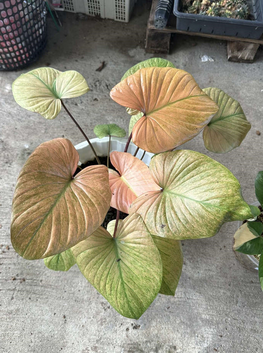 Homalomena Rubescens Full Mint in a pot with green and brown variegated leaves, showcasing intricate leaf patterns and lush foliage.