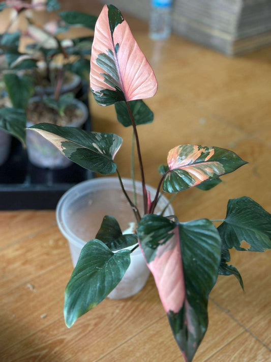 Homalomena Pink Diamond in a plastic container, showcasing its distinctive green and pink leaves, ideal as a rare, indoor houseplant.