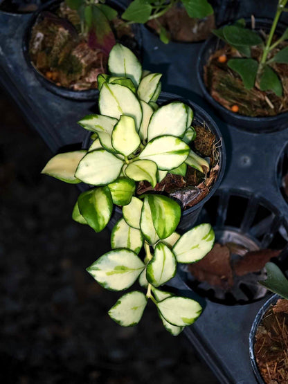 Hoya Heuschkeliana Variegated in a pot, showcasing its lush leaves and healthy growth, representative of the plant size available for purchase.