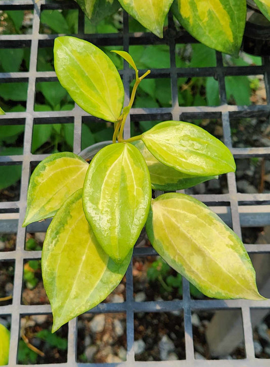 Hoya Merrillii Variegated plant on a metal grate, showcasing close-up views of its green leaves and stem.