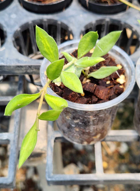 Hoya Nummularioides Variegated in a plastic container, showcasing close-up green leaves. Representative of the plant size you can expect to receive.