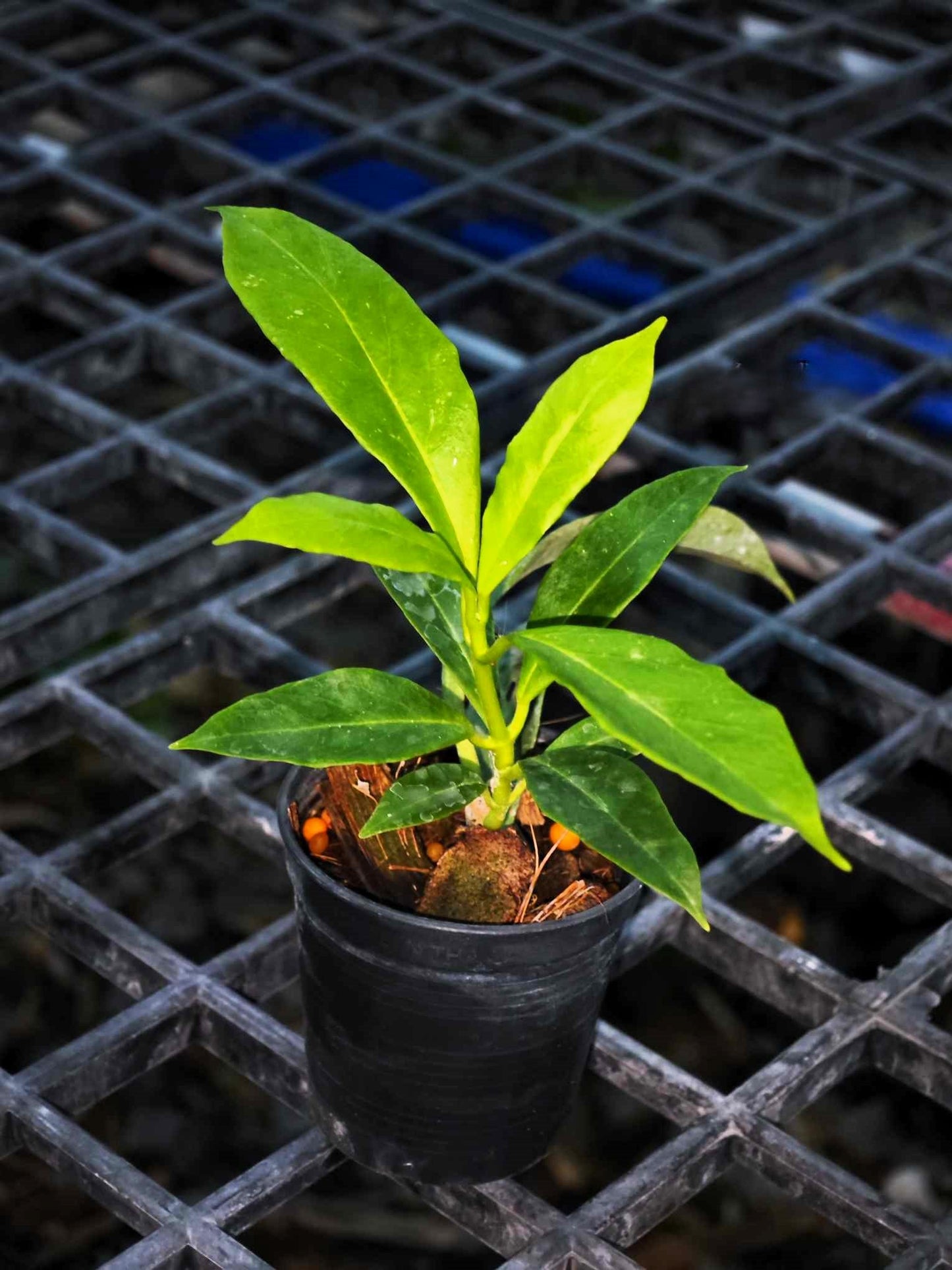 Alt text: Hoya Lockii plant in a black pot with close-up views of its green leaves and stems.