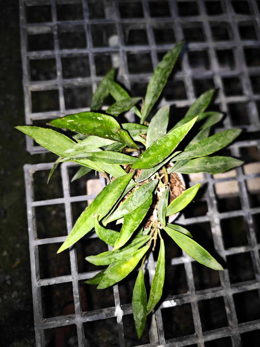 Alt text: Hoya Mirabillis plant in a pot on a metal grate, showcasing close-up details of its green leaves.