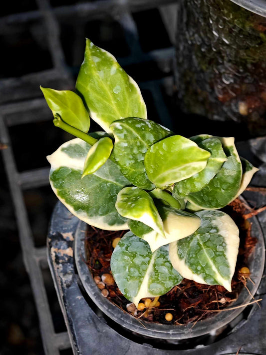 Hoya Obscura Albomarginata plant in a pot, showcasing detailed green and white leaves with close-up views of leaf patterns.