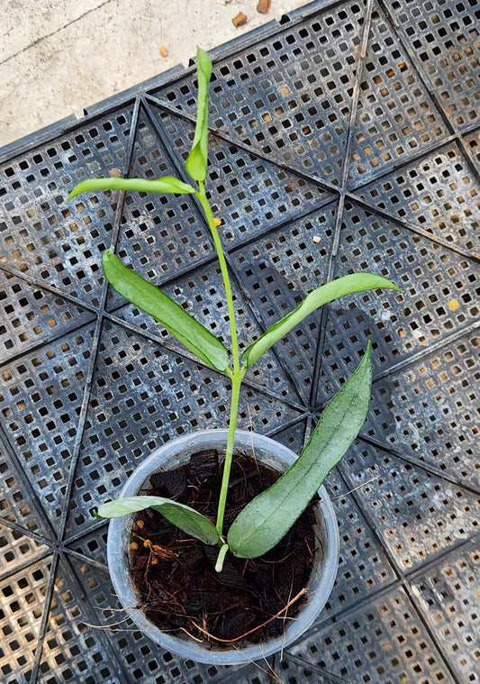 Hoya Pandurata Silver in a pot, showcasing lush green leaves and sturdy stems, representative of the typical size you'll receive.