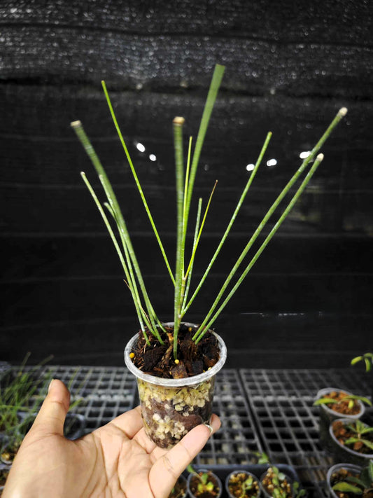 A hand holding a small potted Hoya Spartioides plant with visible green leaves.