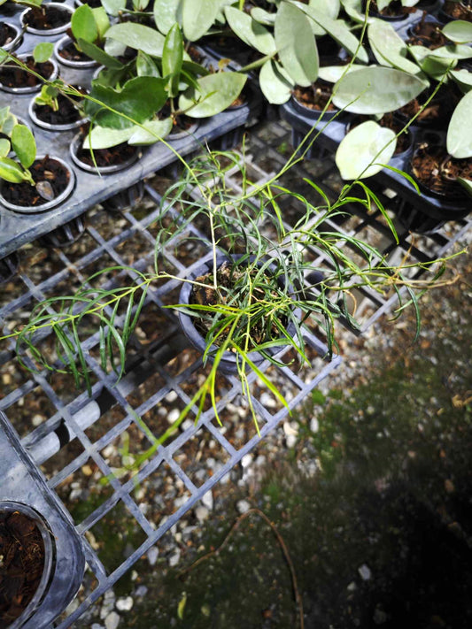 A potted Hoya Stenophylla plant with lush, close-up leaves, showcasing its healthy growth and representative size.