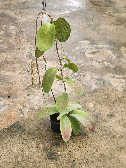 Hoya AH049 in a pot with detailed close-ups of its leaves, showcasing its unique variegated patterns. Contact us for rare aroid selections.