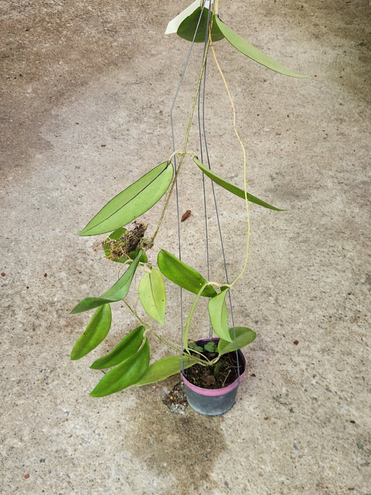 Hoya AH Arena plant in a pot, highlighting its lush green foliage, ideal for collectors of rare, variegated aroids.