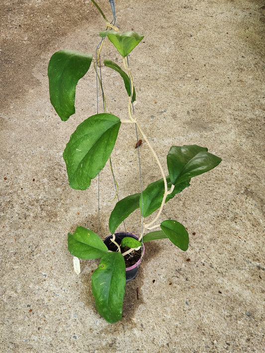 Hoya AH BamBam plant in a pot, showcasing its lush, variegated leaves, highlighting its rarity as part of a special aroid collection.