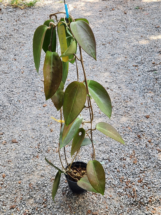 Hoya AH Black Spinel plant in a pot, showcasing detailed leaf close-ups, part of a rare, variegated aroid collection available for inquiry.