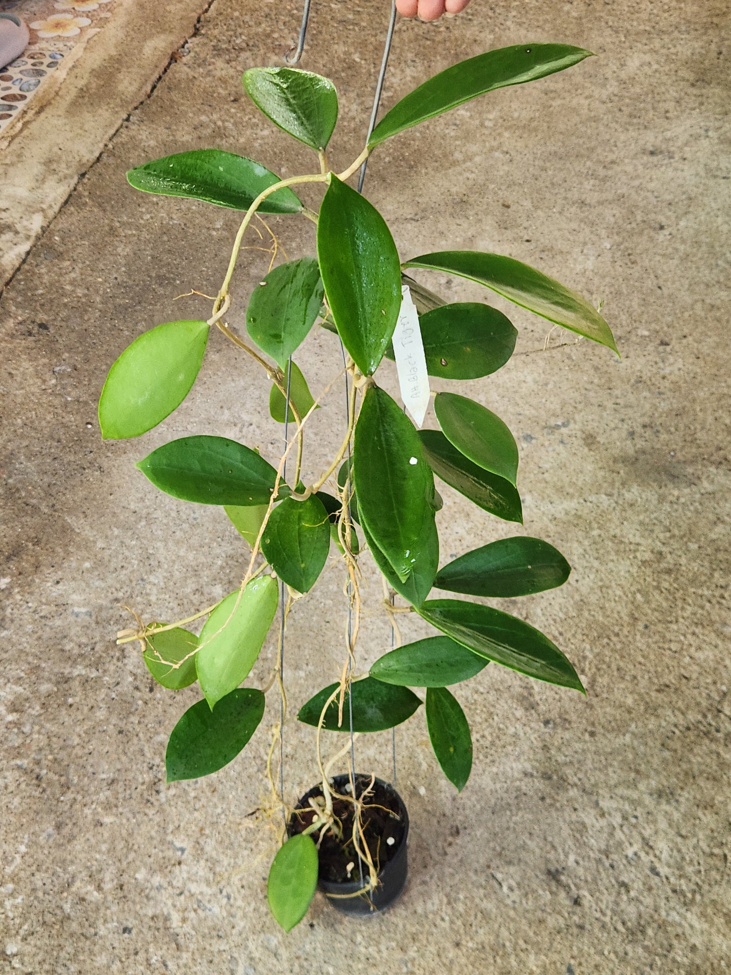 Hoya AH Black Tiger plant in a pot, showcasing intricate leaves, part of a rare aroid collection. Contact for more details on variegated species.