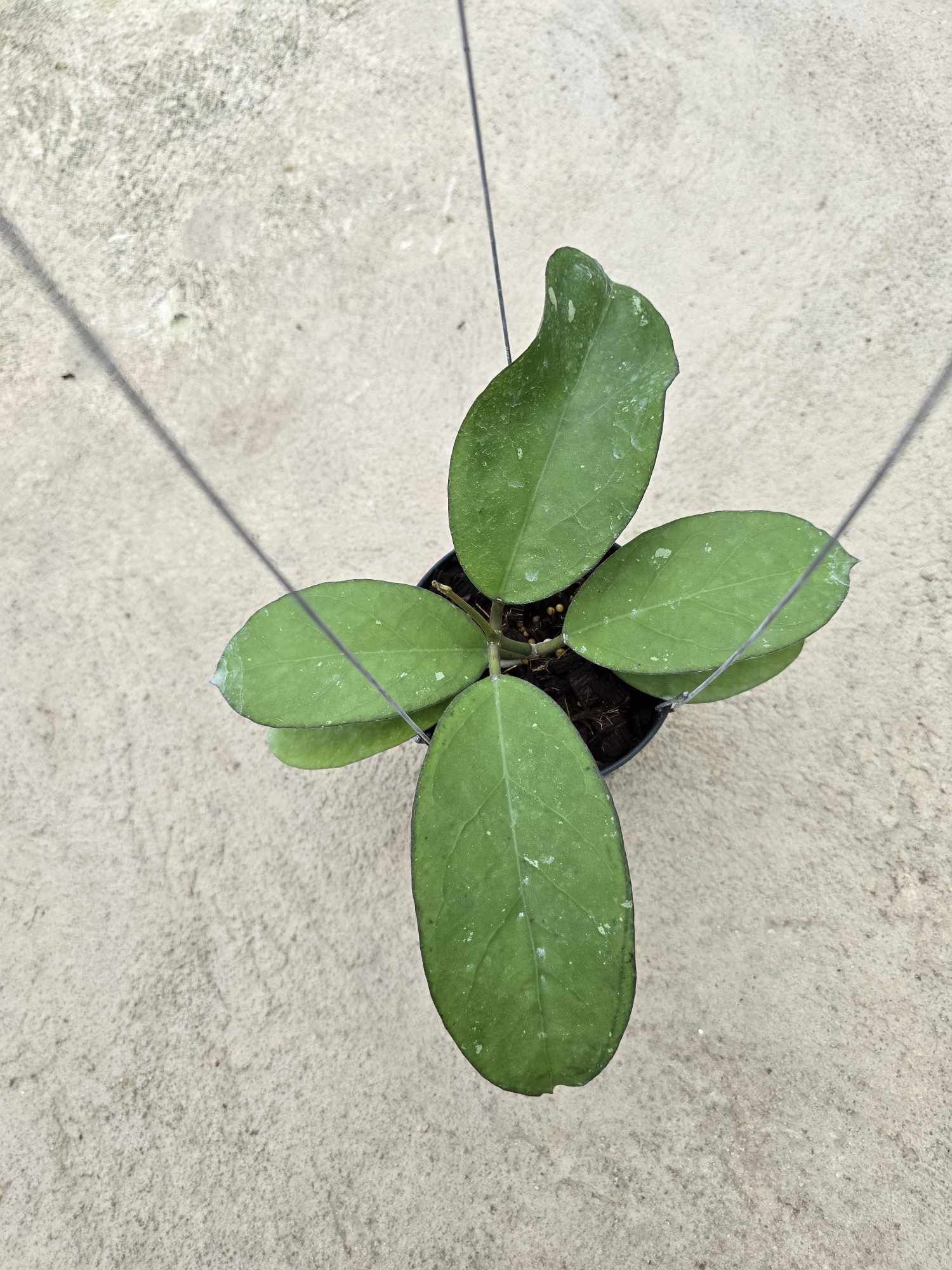 Hoya AH Blue Moon plant in a pot, showcasing close-up details of its distinctive leaves.