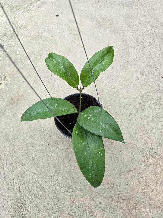 Hoya AH Dorothy plant in a pot, showcasing its lush leaves, part of a rare, variegated aroid collection available for inquiry.