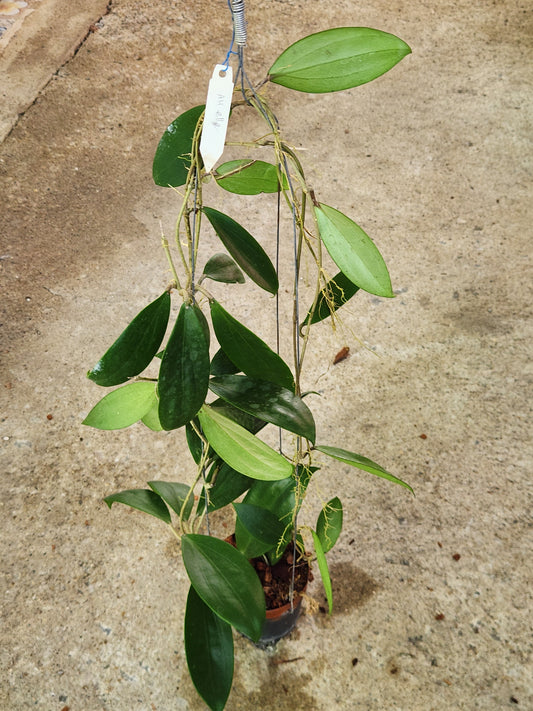 Hoya AH Elle Red Edge plant in a pot, featuring close-up views of its distinctive leaves and a visible white tag with writing.