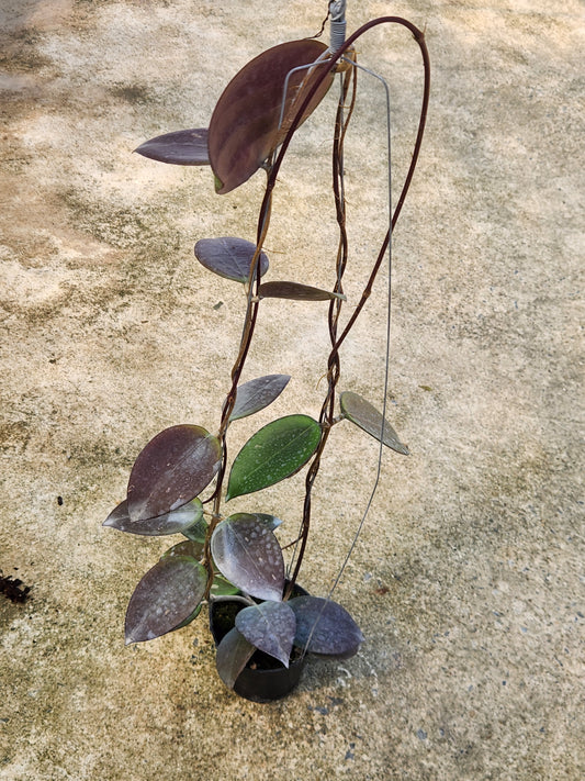 Hoya Acuta Red Leaves in a pot, showcasing close-up details of its distinctive leaves from various angles.