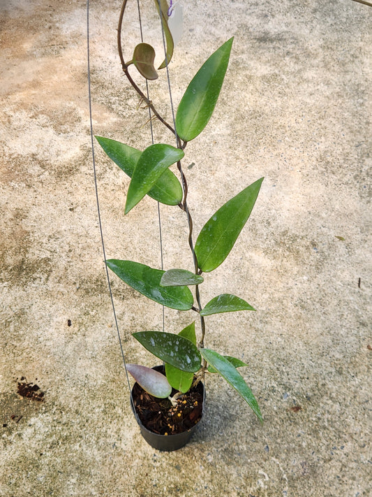 Hoya Acuta Spoon Leaves in a pot, featuring close-up views of its distinctive leaf shapes and plant structure.