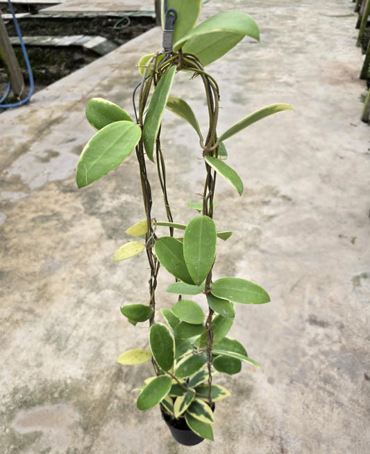 Hoya Acuta Albomarginata plant with variegated leaves, displayed in a flowerpot, showcasing its distinct foliage patterns. Perfect for houseplant enthusiasts seeking rare aroids.