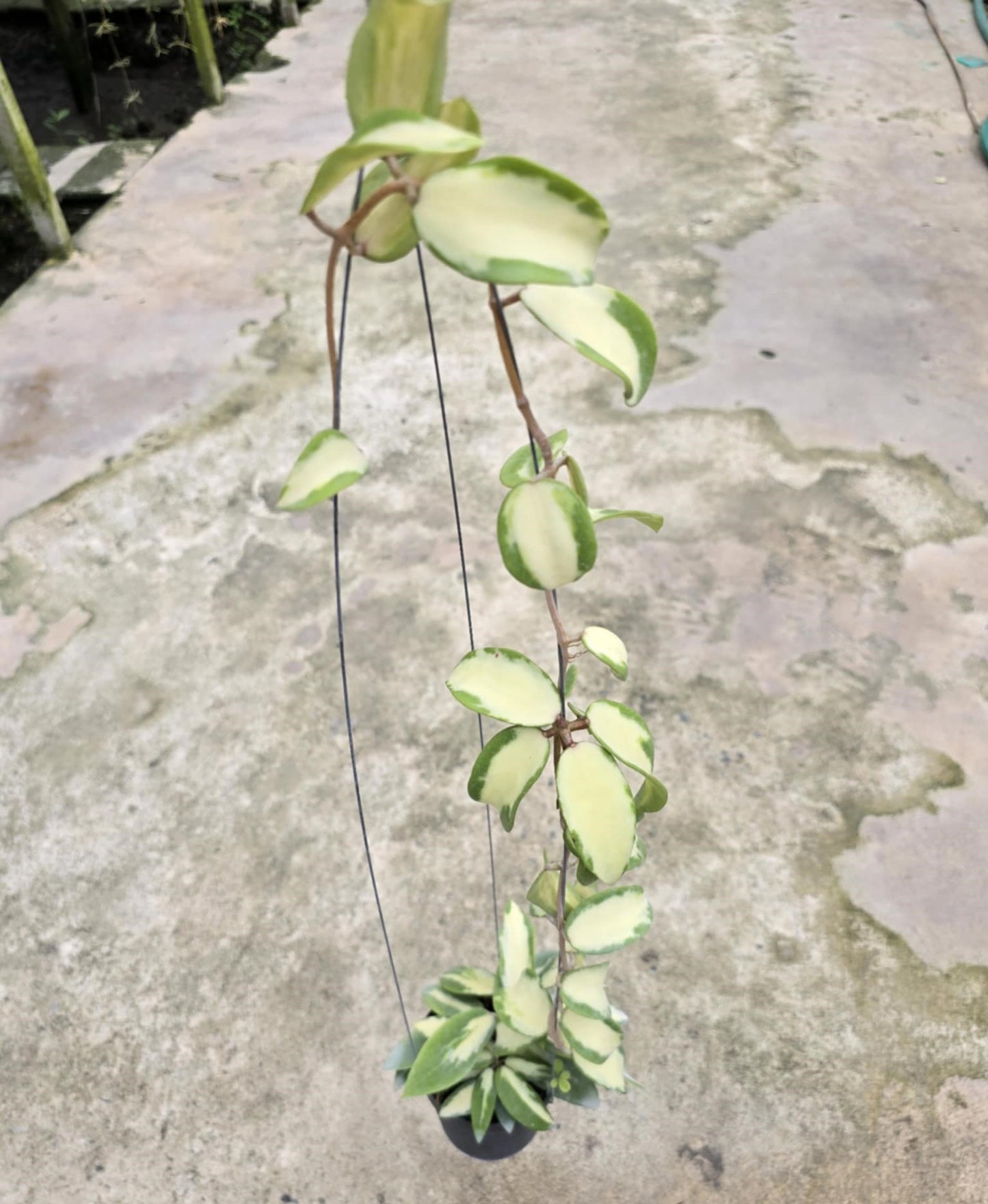 Hoya Acuta Variegated White plant with distinct green and white leaves, showcased on a concrete surface, highlighting its unique variegation.