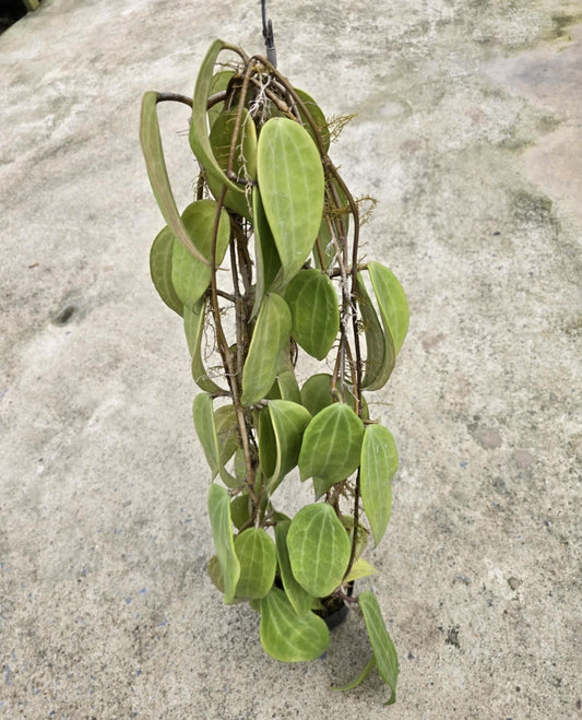 Hoya Aff. Clandestina Pink plant with distinct leaves displayed on a concrete surface, highlighting its unique variegation from the rare aroids collection.