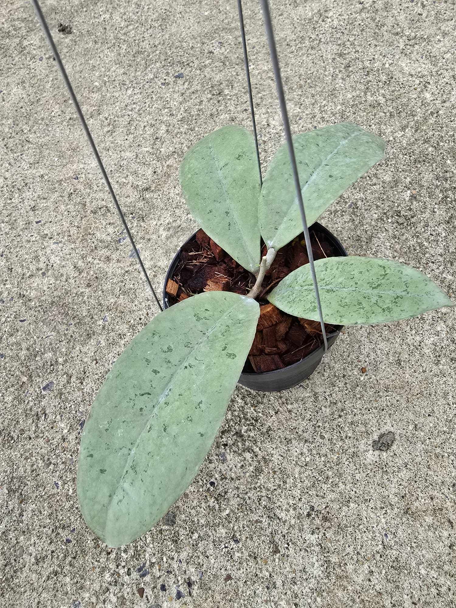 Hoya aff. Forbesii Silver plant in a pot, showcasing its unique leaf structure and variegation, part of a rare aroid selection.