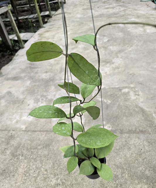 Hoya aff. Vittelina Bruno plant showcasing close-up details of its variegated leaves, highlighting its unique texture and arrangement, suitable for houseplant enthusiasts.