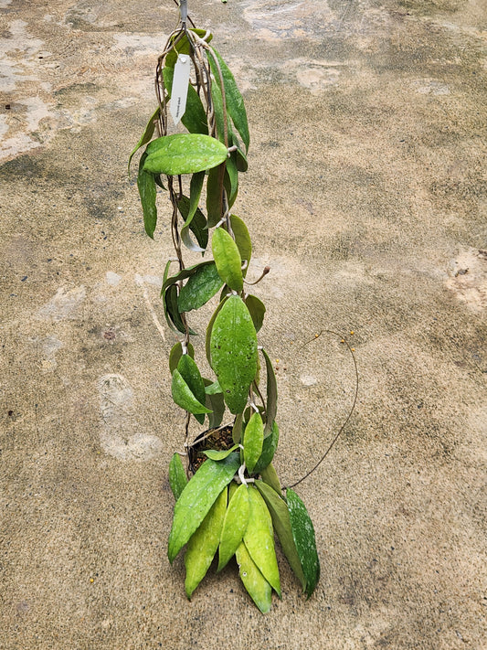 Close-up of Hoya Finlaysonii Splash plant with distinctive leaves, showcasing intricate patterns, highlighting its unique appeal among rare, variegated aroids.