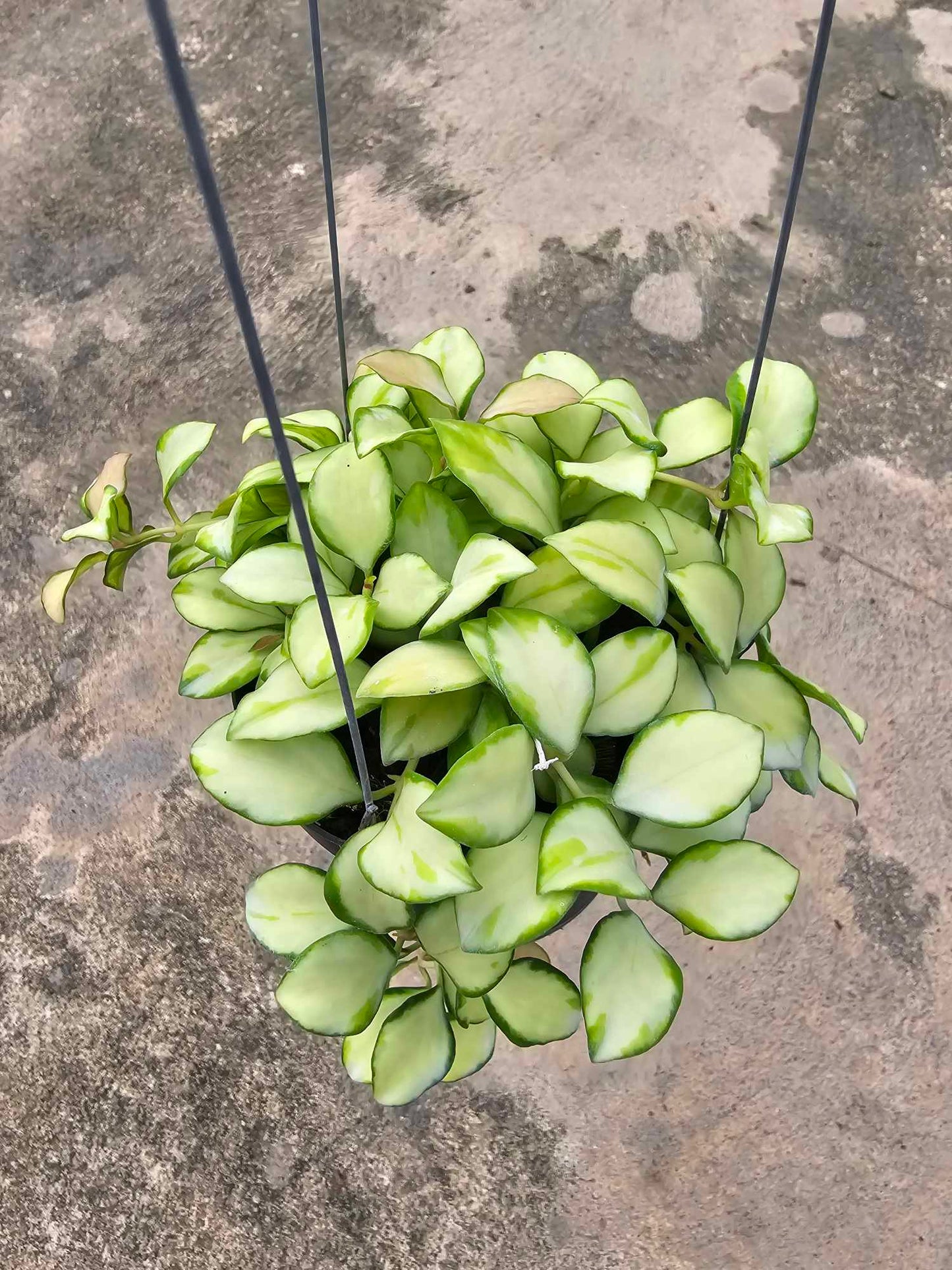 A Hoya Heuschkeliana Variegated plant in a pot, showcasing its lush, variegated leaves and healthy growth.