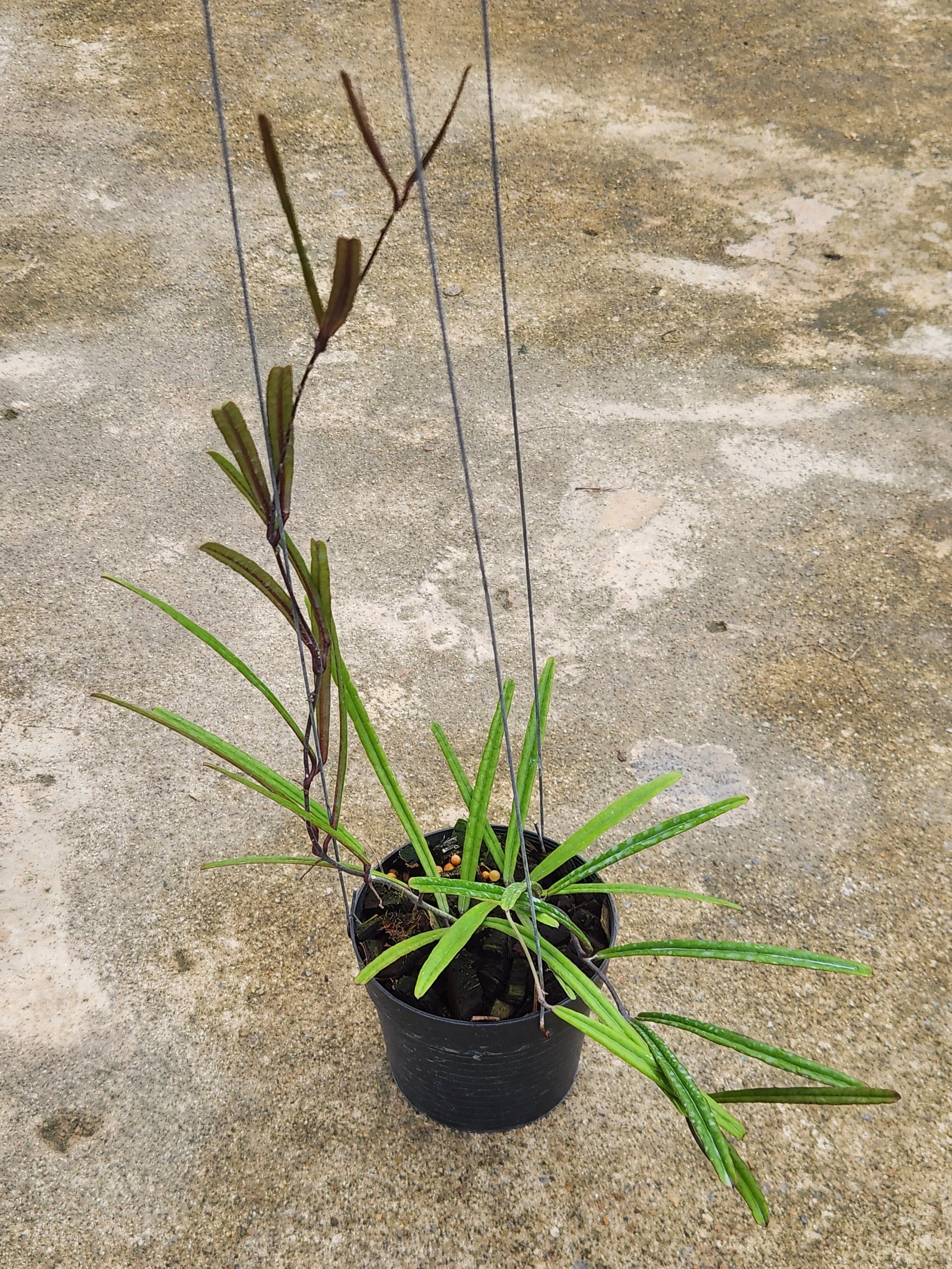 Hoya Insularis plant in a pot, showcasing its lush green leaves and sturdy stem, representing the typical size available for purchase.