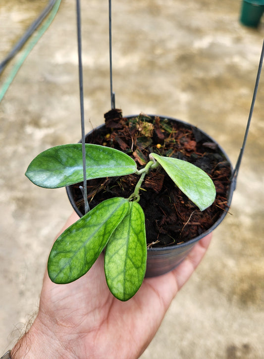 Hand holding a potted Hoya Lyi NoID, showcasing its lush green leaves and healthy growth.