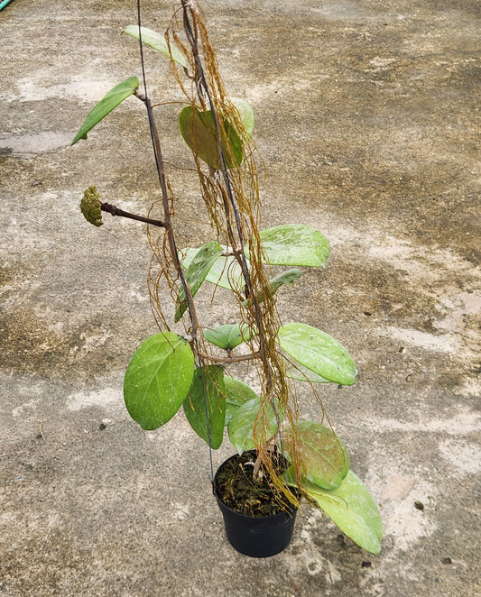 Alt text: Hoya Michelle Splash plant in a pot with green leaves, showcasing close-up details of its foliage.