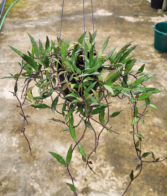 Hoya Mirabillis Splash plant in a pot, hanging from a rope, with close-up views of its green leaves and container.