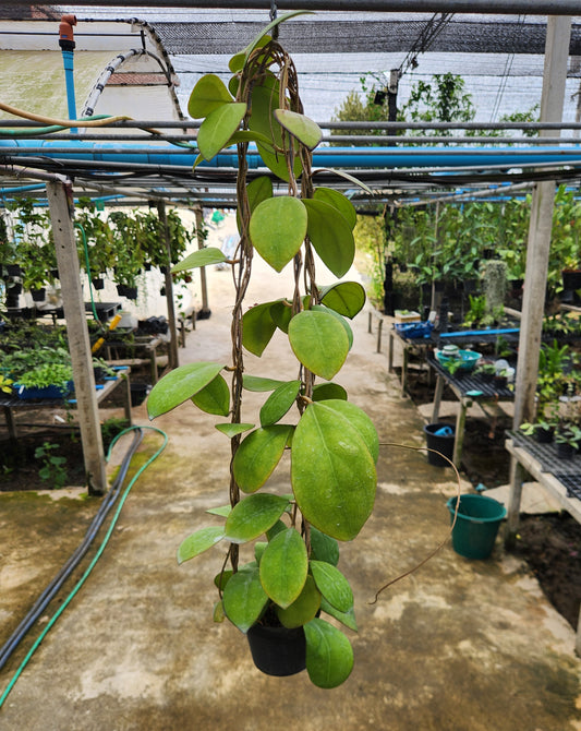 Hoya Nathalie MB-1268 in a green bucket, hanging from the ceiling, showcasing close-up details of its lush green leaves.