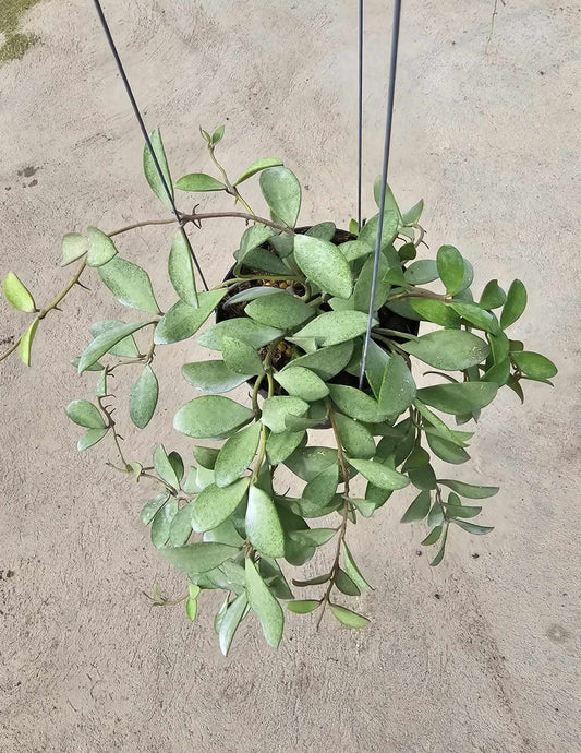 Hoya Nummularioides Silver plant hanging from a rope with close-up views of its leaves. Representative example of the size plant you can expect to receive.