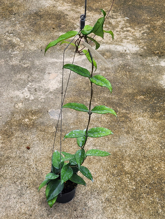 Alt text: Hoya Nutans plant in a pot with lush green leaves, showcasing its vibrant foliage.