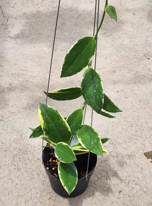 Hoya Para Albomarginata plant in a pot with green and yellow leaves, showcasing close-up details of the foliage.