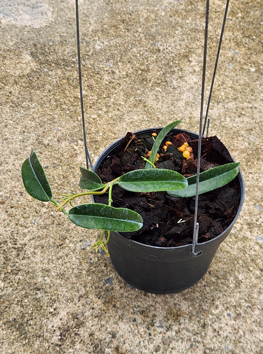 Alt text: Hoya Paradisea in a pot, featuring lush leaves and visible soil, showcasing the typical size and appearance of the plant.